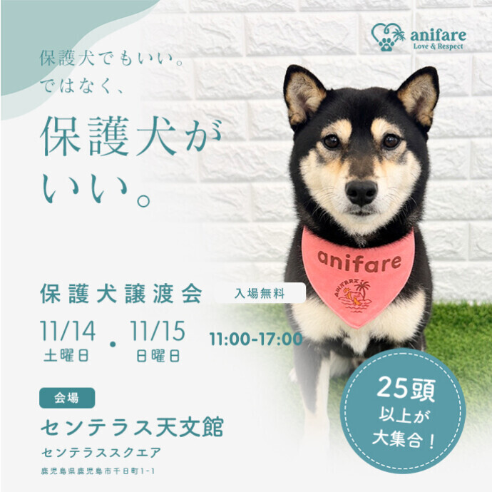 保護犬譲渡会　11/14(土)～11/15(日)